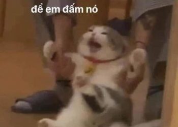 Tổng hợp Meme Mèo Cute dễ thương, hài hước nhất quả đất