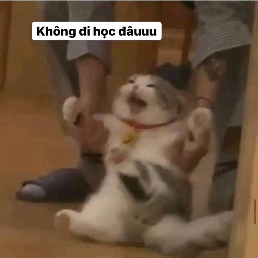 Meme mèo bựa meme mèo trầm cảm siêu hài hước Trường Trung Cấp Nghề Thương Mại Du Lịch Thanh Hoá